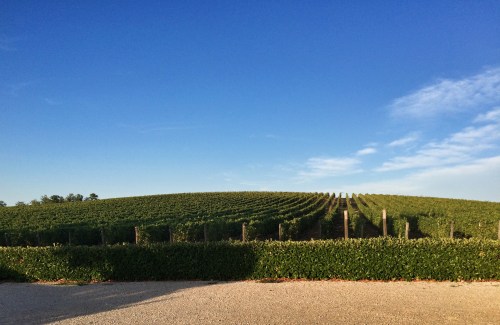 vineyards right next to the store